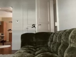 Screen Grab from angelpussycatt