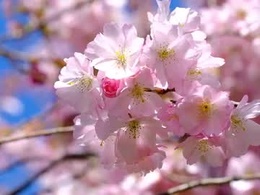 Screen Grab from blueboba