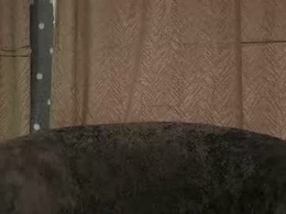 Screen Grab from celinstar