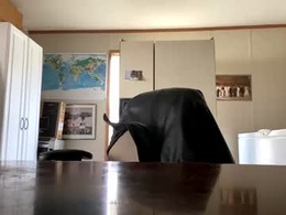 Screen Grab from curvyplayday