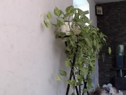 Screen Grab from mollyforyou