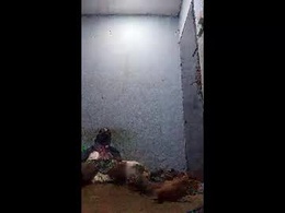 Screen Grab from papihype