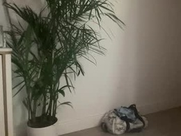 Screen Grab from wetkittypurr97